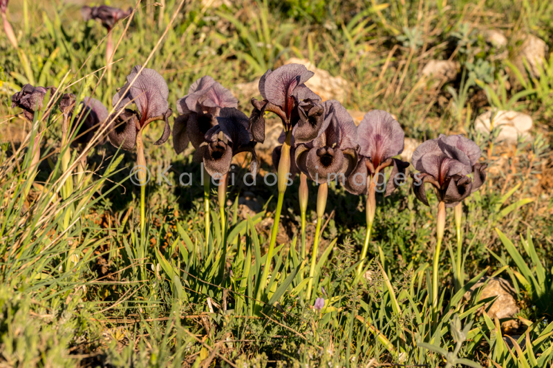 Al Arz;Iris;Iris Cedreti;Kaleidos;Kaleidos images;Lebanon;Middle East;Near East;Proche Orient;Tarek Charara;Flowers;Endemic;Endangered species;Endemic species;Critically endangered;Critically endangered species